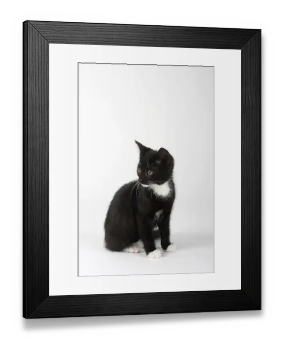 Framed Print : Domestic cat, kitten, 8 weeks