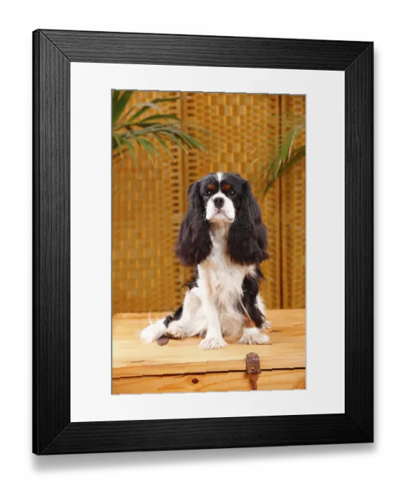 Framed Print : Cavalier King Charles Spaniel, male, tricolour