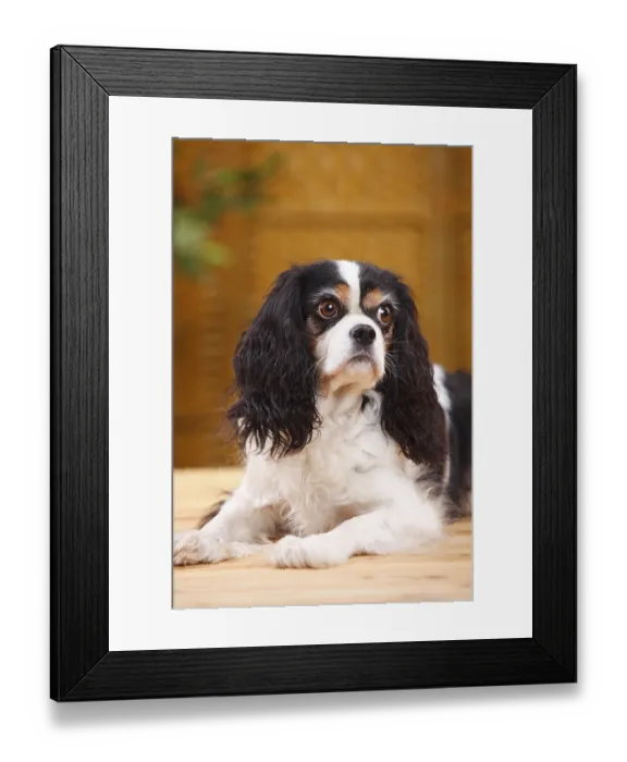 Framed Print : Cavalier King Charles Spaniel, tricolour
