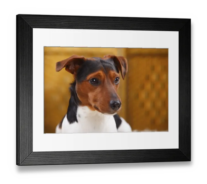 Framed Print : Jack Russell Terrier, male Framed Print : Jack Russell Terrier, male