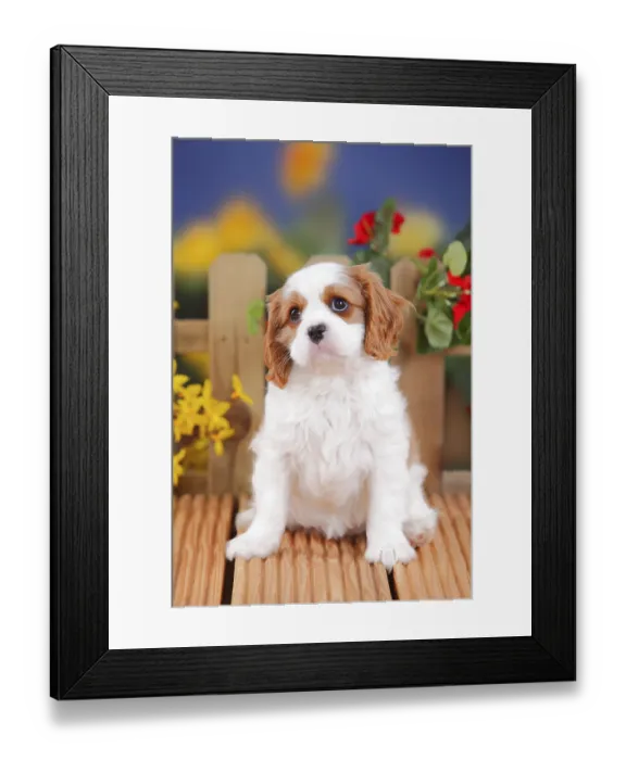 Framed Print : Cavalier King Charles Spaniel, puppy Framed Print : Cavalier King Charles Spaniel, puppy