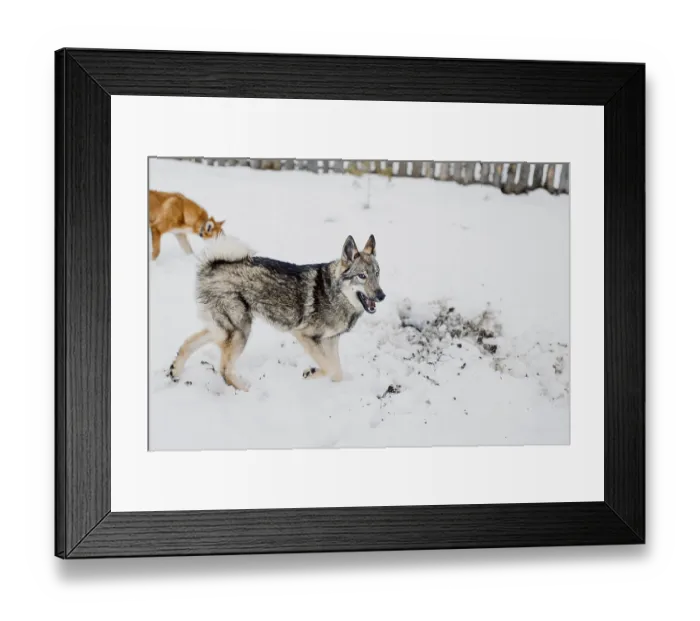 Framed Print : Siberian husky on a walk on a winter day in an animal shelter