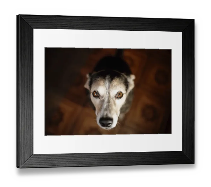 Framed Print : Smart kind dog sincerely looks at the camera at home Framed Print : Smart kind dog sincerely looks at the camera at home