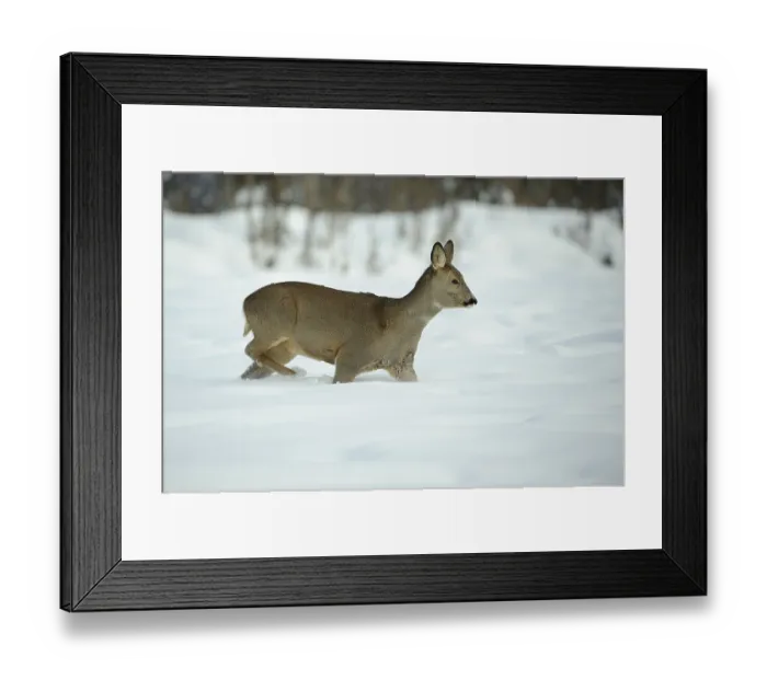 Framed Print : European roe deer (Capreolus capreolus)