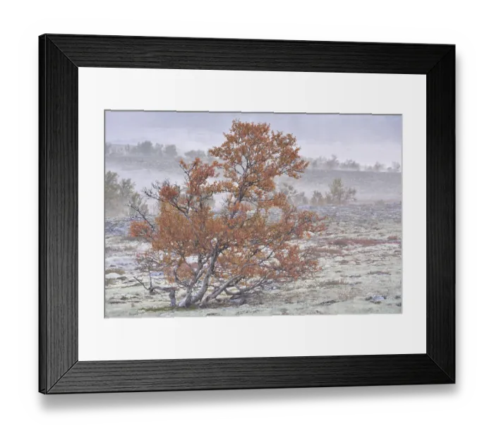 Framed Print : Downy Birch trees (Betula pubescens) and Reindeer Lichen (Cladonia rangiferina)