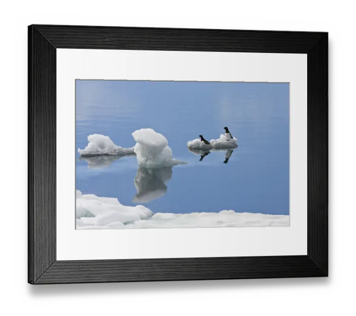 Framed Print : Crab Divers (All), Spitsbergen (Plautus All)