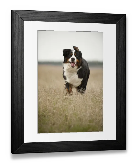 Framed Print : Bernese Mountain Dog running across a meadow Framed Print : Bernese Mountain Dog running across a meadow
