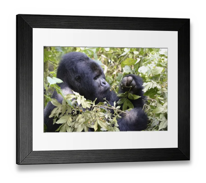 Framed Print : Portrait of a male silverback mountain gorilla (Gorilla beringei beringei) eating fruit