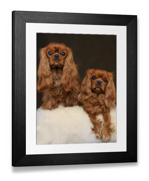 Framed Print : Cavalier King Charles Spaniel, females