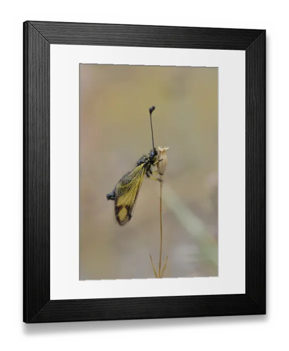 Framed Print : Cretan butterfly shad, Crete (Libelloides rhomboides ssp)