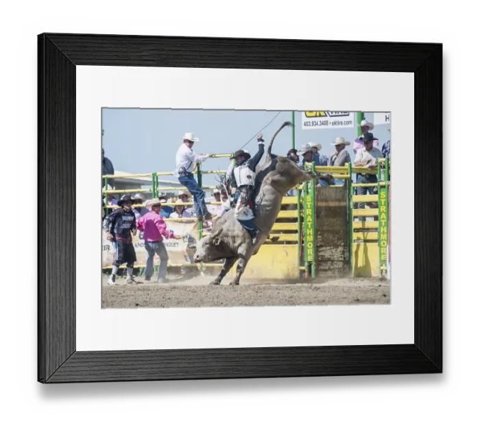 Framed Print : Cowboy Bull Riding, Strathmore Heritage Days
