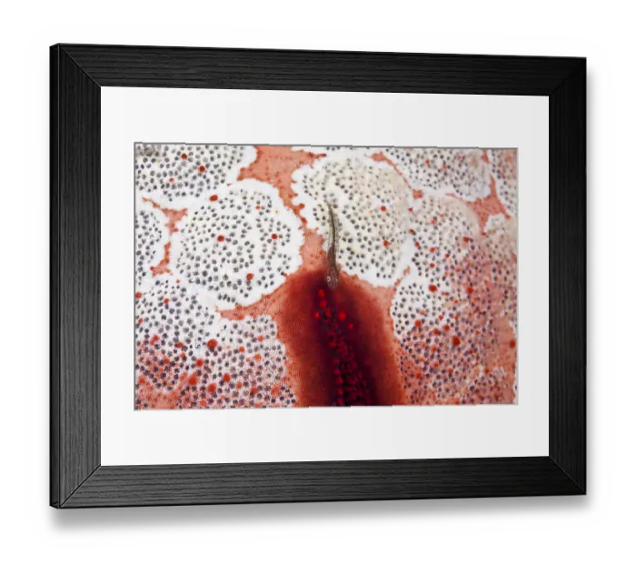 Framed Print : Dwarf goby on cushion starfish