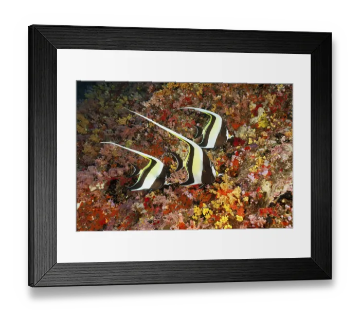 Framed Print : Halterfish, Zanclus cornutus, Felidhu Atoll