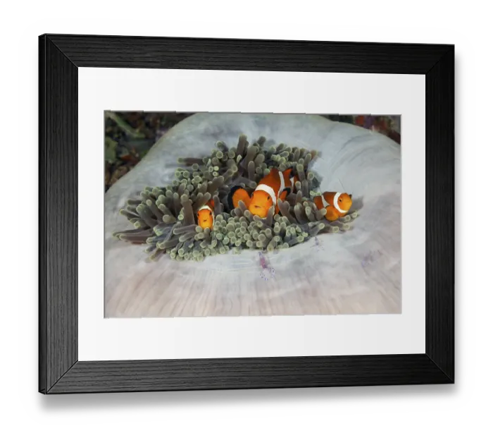 Framed Print : Orange skunk clownfish in splendour anemone Framed Print : Orange skunk clownfish in splendour anemone