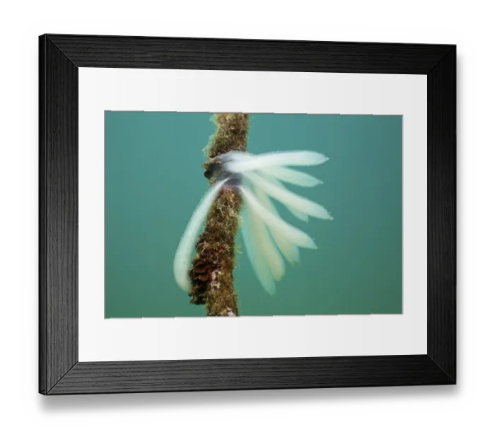 Framed Print : Eggs from a squid, Istria, Adriatic Sea, Croatia