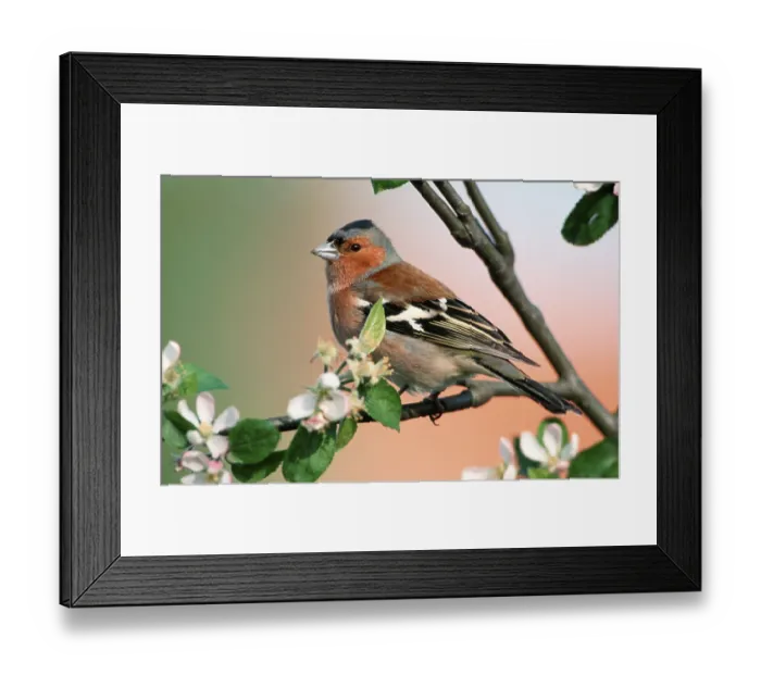 Framed Print : Chaffinch, male, Belgium (Fringilla coelebs)