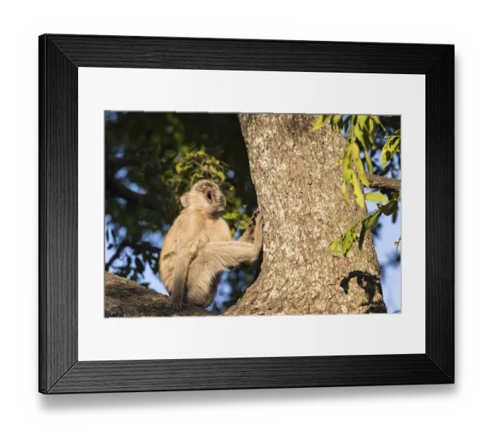 Framed Print : Vervet Monkey (Chlorocebus pygerythrus), Botswana