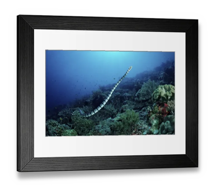 Framed Print : Banded colubrine sea krait (Laticauda colubrina)