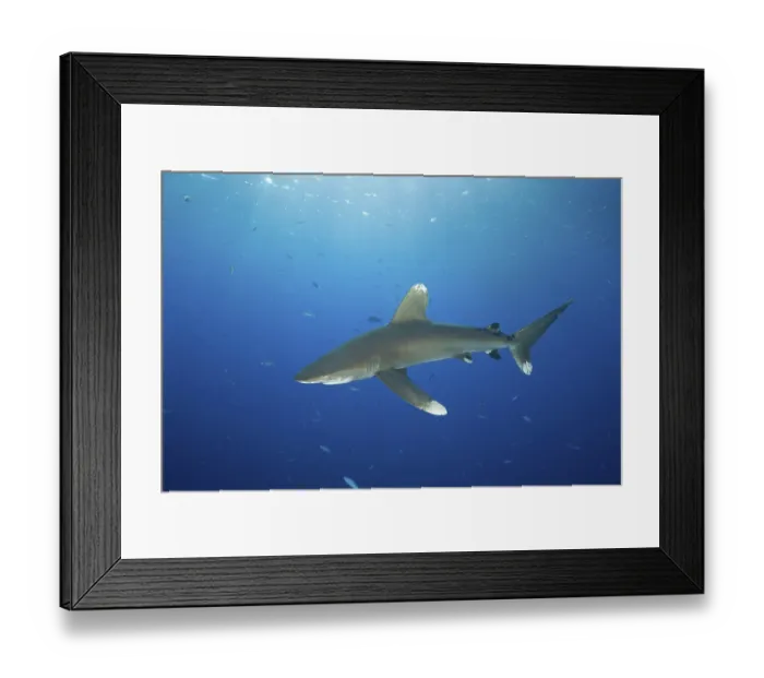 Framed Print : Oceanic whitetip shark (Carcharhinus longimanus)