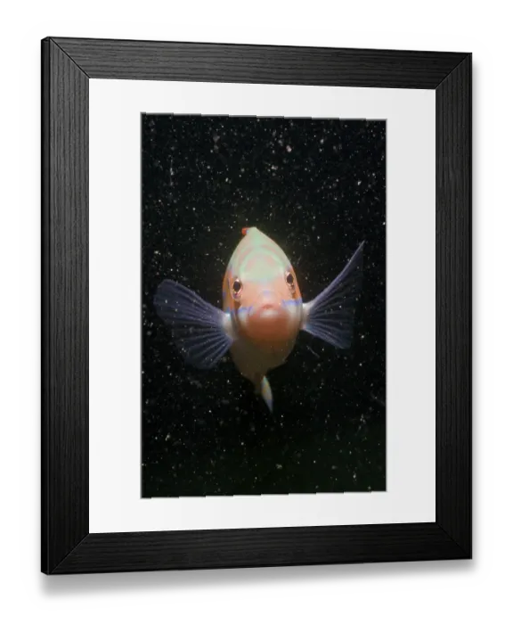 Framed Print : Rainbow Wrasse (Coris julis), Istria