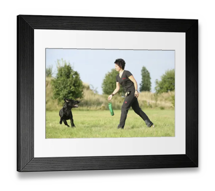 Framed Print : Dog sports