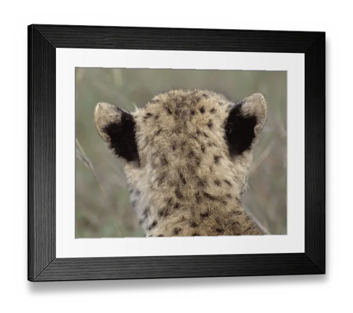 Framed Print : Cheetah cub (Acinonyx jubatus)