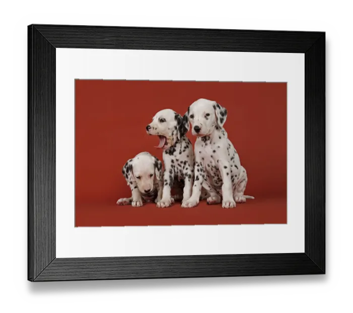 Framed Print : Three Dalmatian puppies, 6 weeks