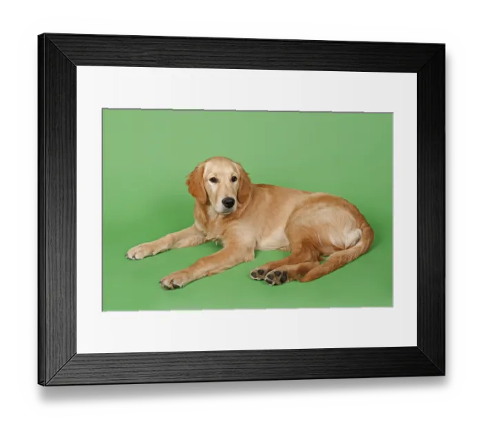 Framed Print : Golden Retriever, 7 months