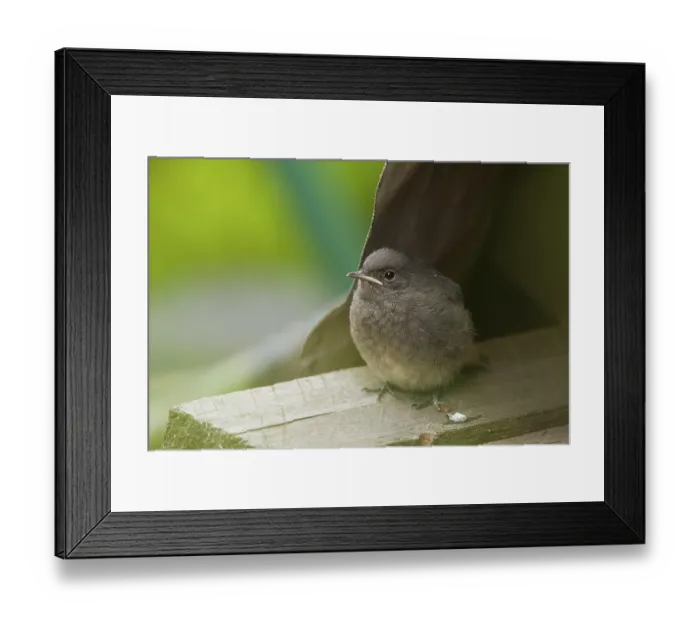 Framed Print : Common redstart (Phoenicurus phoenicurus) Framed Print : Common redstart (Phoenicurus phoenicurus)