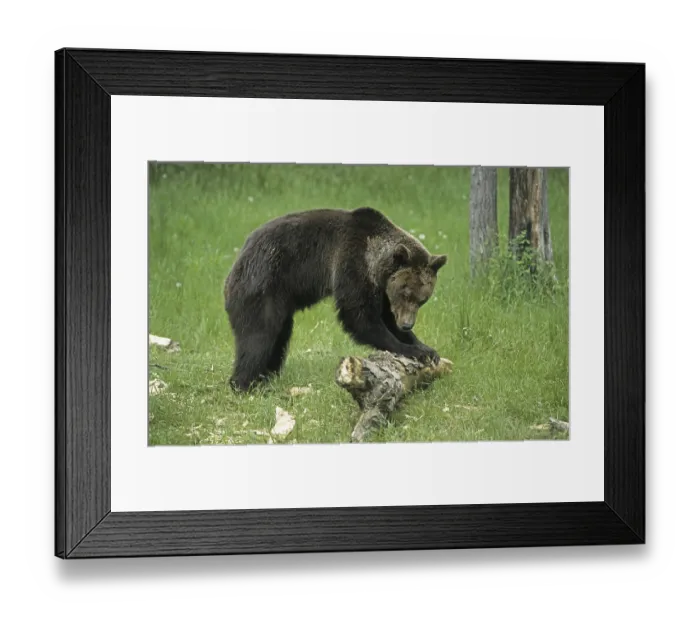 Framed Print : Grizzly Bear (Ursus arctos horribilis)