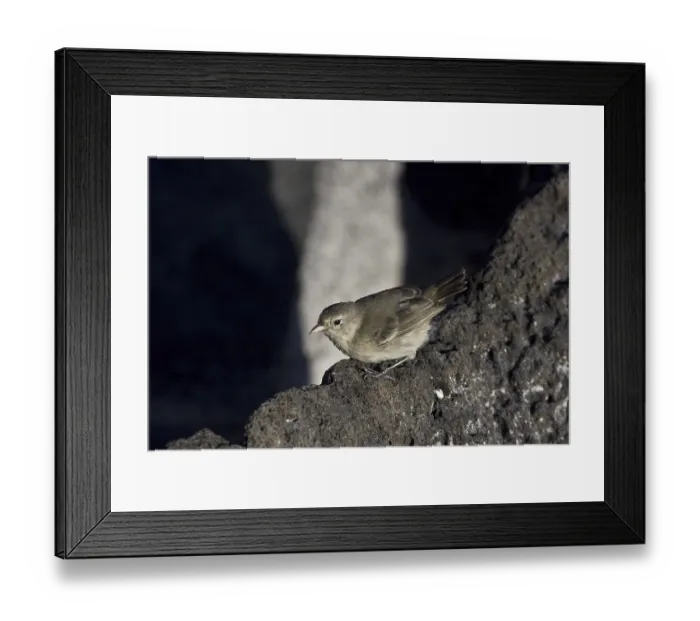 Framed Print : Grey warbler finch (Certhidea fusca) Framed Print : Grey warbler finch (Certhidea fusca)