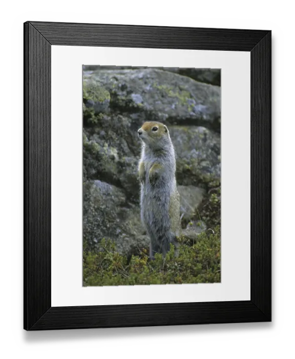 Framed Print : Arctic Ground Squirrel (Spermophilus parryii)