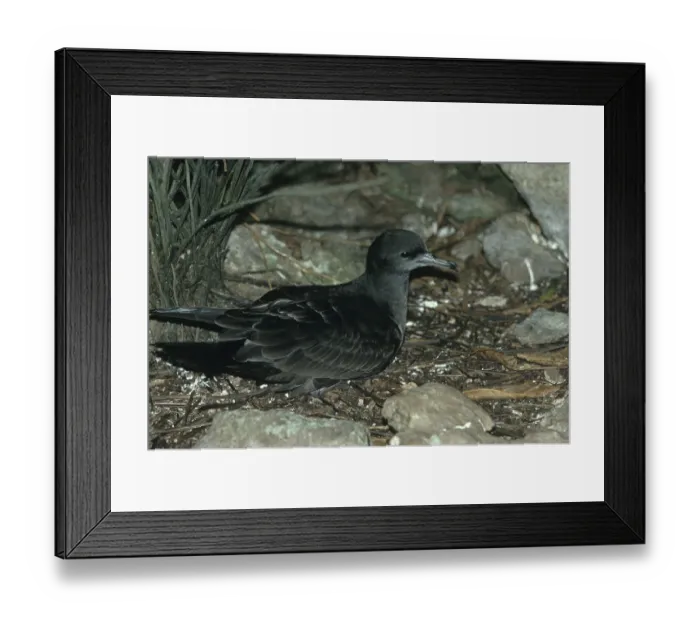 Framed Print : Wedge-tailed Shearwater (Puffinus pacificus)