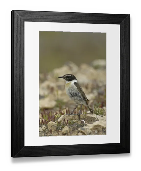 Framed Print : Canary Islands Chat (Saxicola dacotiae) Framed Print : Canary Islands Chat (Saxicola dacotiae)
