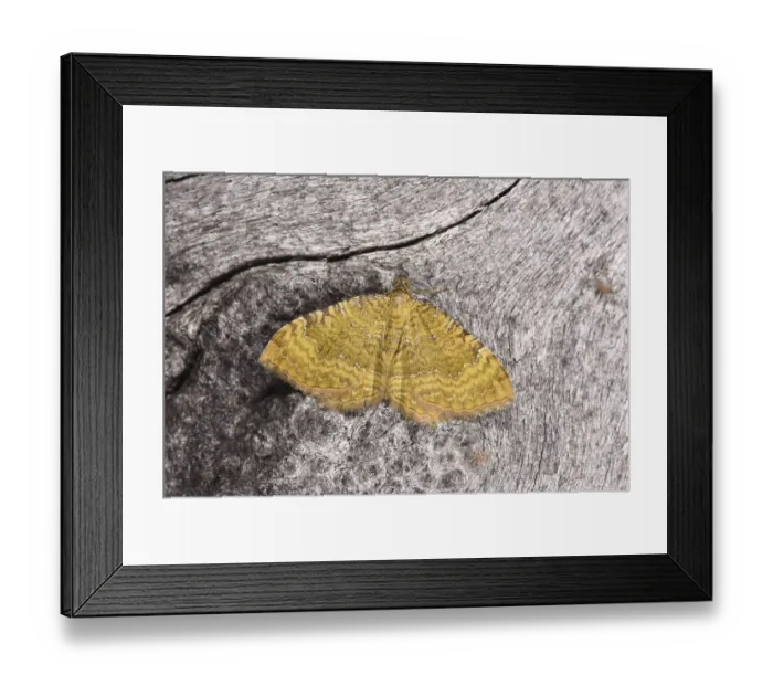 Framed Print : Yellow Shell Moth (Camptogramma bilineata) Framed Print : Yellow Shell Moth (Camptogramma bilineata)