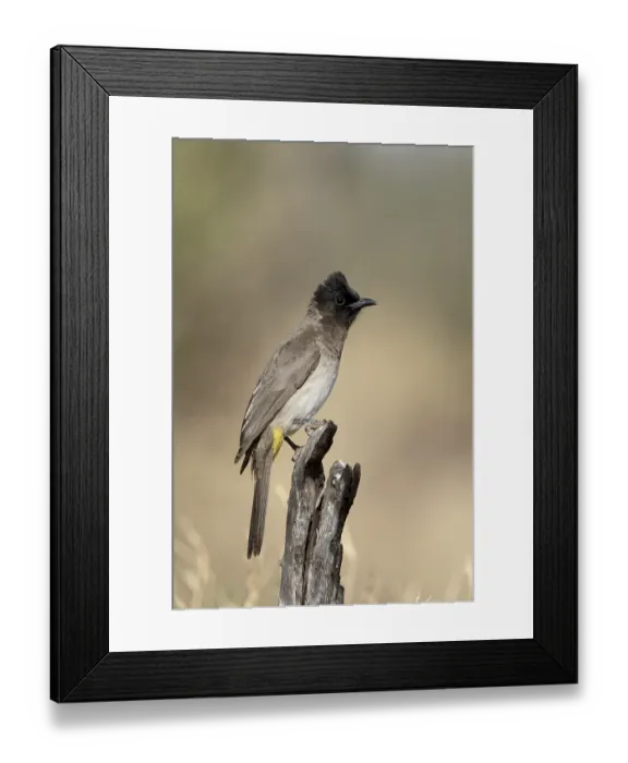 Framed Print : Common Bulbul (Pycnonotus barbatus) Framed Print : Common Bulbul (Pycnonotus barbatus)