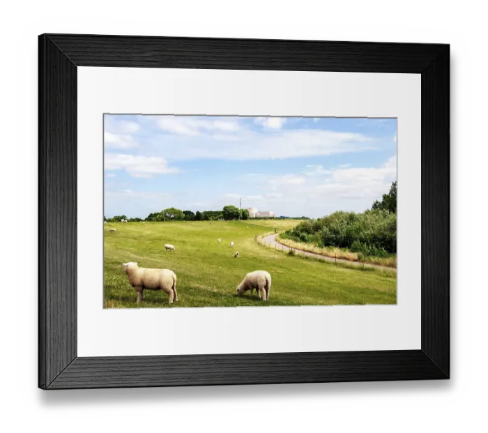 Framed Print : Sheep at the Elbe dike of Brokdorf