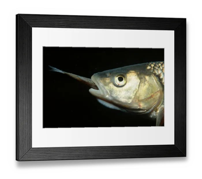 Framed Print : European chub (Leuciscus cephalus) Framed Print : European chub (Leuciscus cephalus)