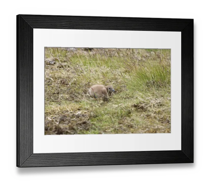 Framed Print : Great Skua (Stercorarius skua), Chick, Iceland