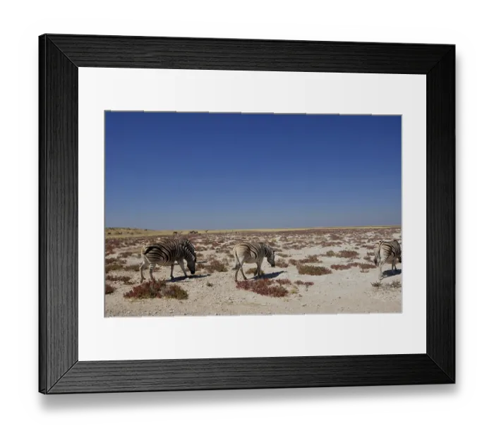 Framed Print : NAmibia is a wildlife-paradies: Zebras at Etosha Salt pans near Halali in Namibia Framed Print : NAmibia is a wildlife-paradies: Zebras at Etosha Salt pans near Halali in Namibia