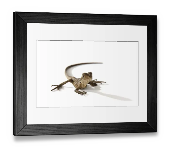 Framed Print : Australian Water Dragon (Physignathus lesueurii) Framed Print : Australian Water Dragon (Physignathus lesueurii)