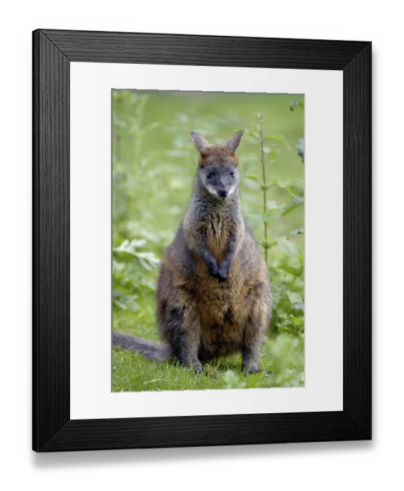 Framed Print : Marsh Wallaby (Wallabia bicolor)