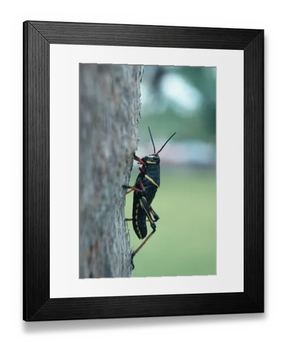 Framed Print : Eastern Lubber Grasshopper (Romalea guttata)