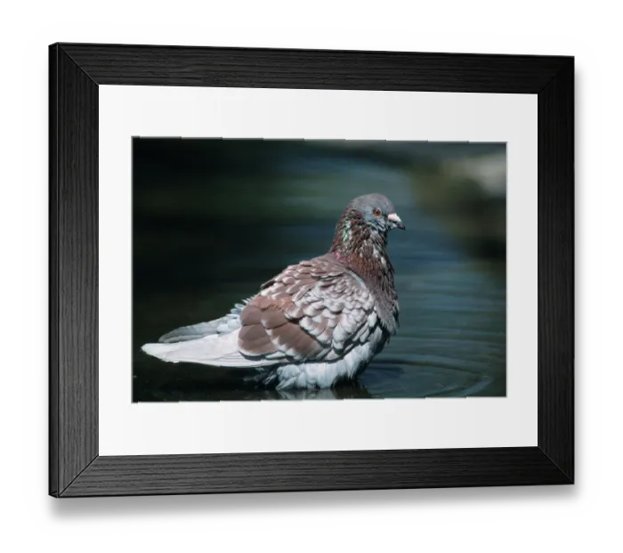 Framed Print : Feral domestic pigeon, North Rhine-Westphalia