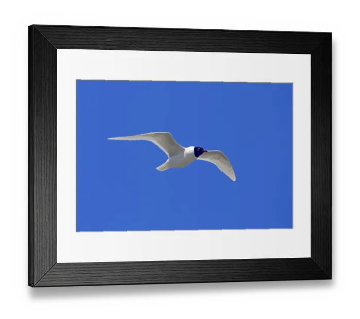 Framed Print : Mediterranean gull (Larus melanocephalus)