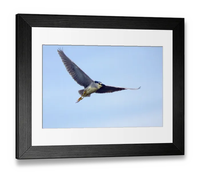 Framed Print : Night heron, heron, exempt, Bulgaria Framed Print : Night heron, heron, exempt, Bulgaria