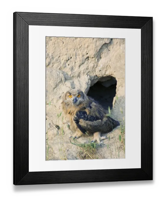 Framed Print : European Eagle-Owl, young bird in front of breeding cavity