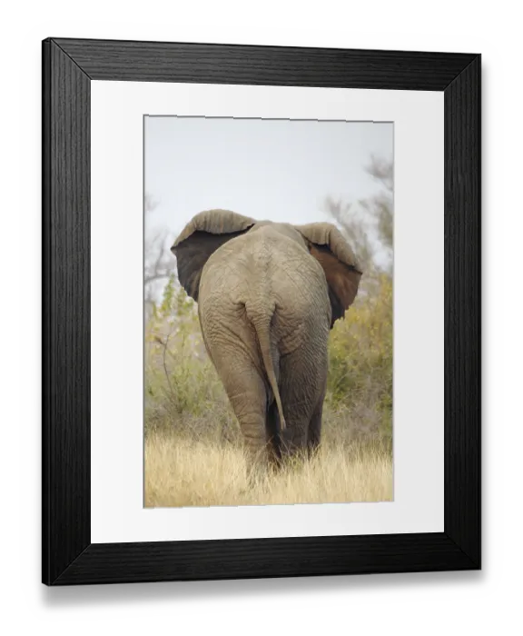 Framed Print : African elephant (Loxodonta africana) Elephant