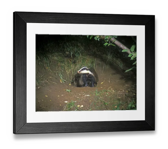 Framed Print : Badger, european badgers (Meles meles) Framed Print : Badger, european badgers (Meles meles)