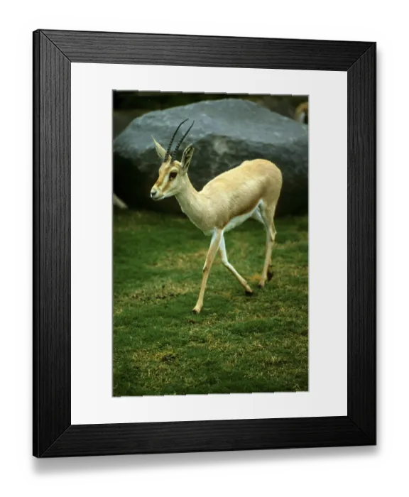 Framed Print : Dune gazelle, Dune gazelle, Gazelles Framed Print : Dune gazelle, Dune gazelle, Gazelles